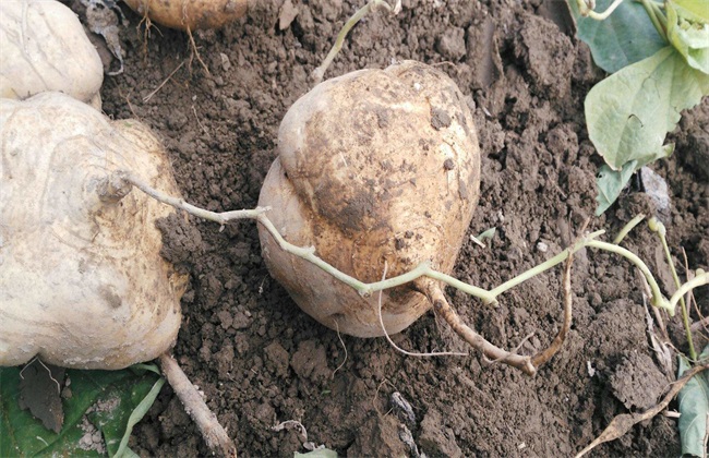 4,采收留种凉薯的生长周期不是很长,播种至采收大概在半年左右,种植