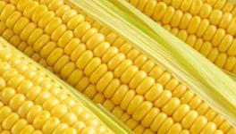 玉米的营养价值