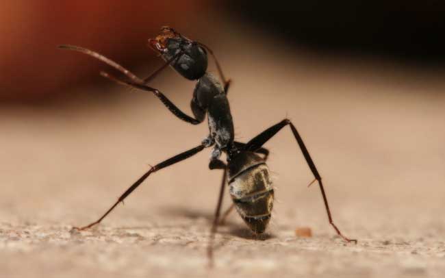 蚂蚁怕什么