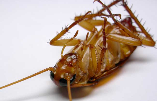 蟑螂为什么叫小强