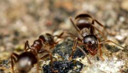 蚂蚁怕什么天敌？