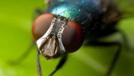 苍蝇的寿命有多长？