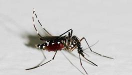 蚊子的寿命有多长？