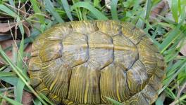 巴西龟的危害有哪些？