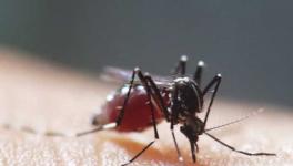 蚊子的危害及防治措施