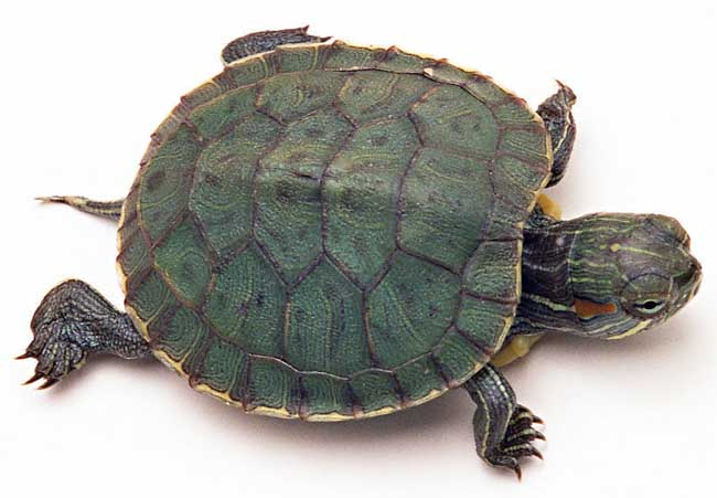 乌龟养殖常见疾病的防治措施