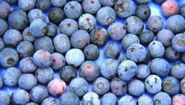 蓝莓价格多少钱一斤