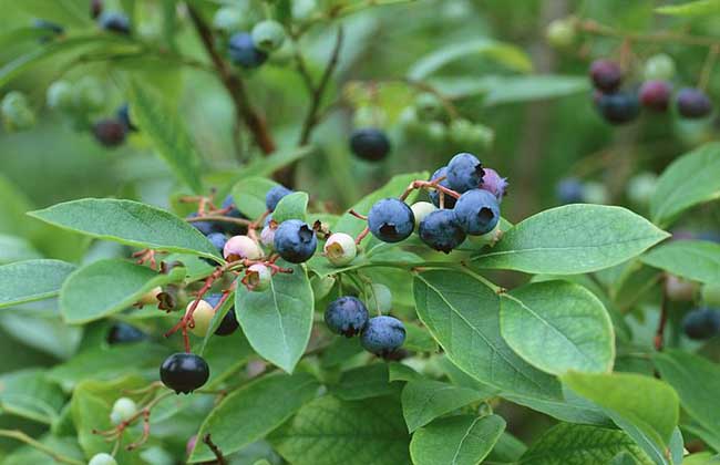 蓝莓的产地分布