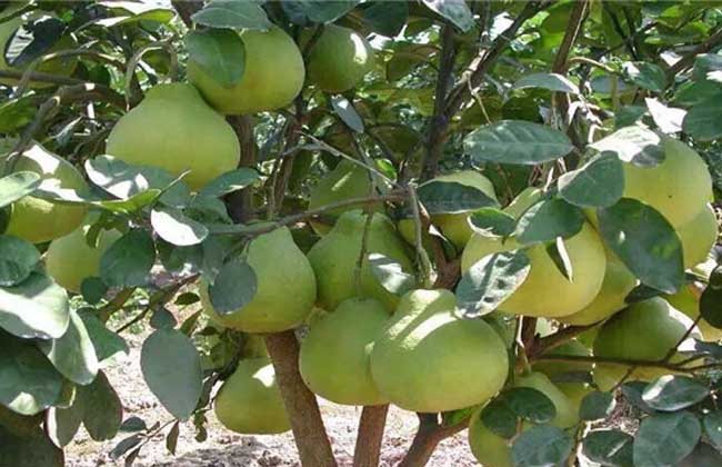 沙田柚种植几年结果