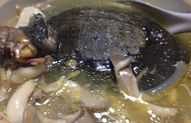 甲鱼汤的做法及功效
