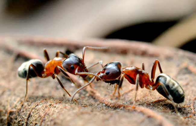 蚂蚁