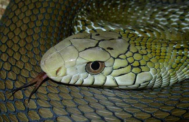 大王蛇是保护动物吗