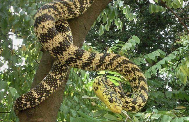 大王蛇是保护动物吗