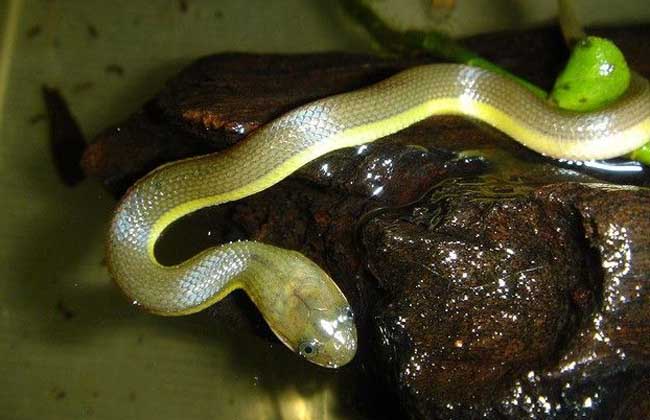 铅色水蛇有毒吗