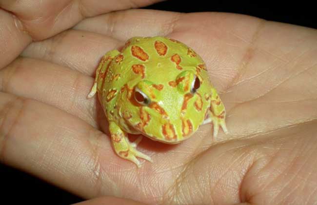黄金角蛙寿命有多长