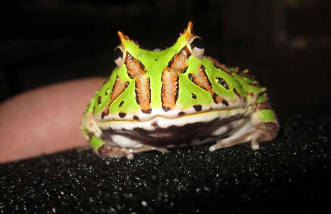 蝴蝶角蛙寿命多长