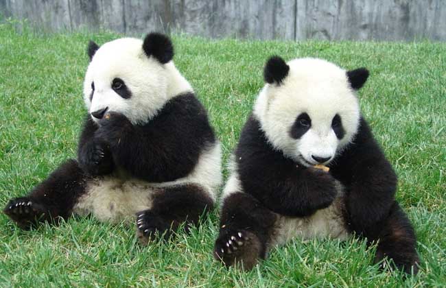 大熊猫为什么是国宝