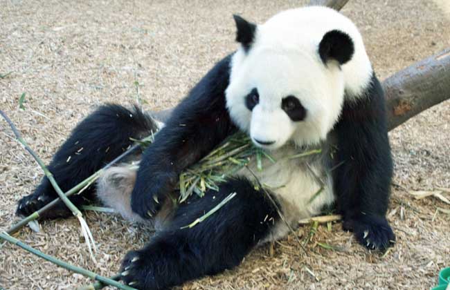 大熊猫的生活习性
