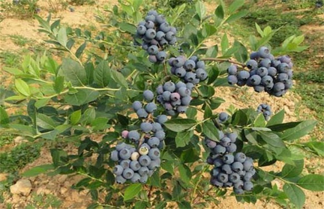 蓝莓每亩种植成本