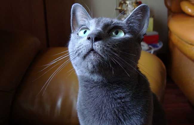 俄罗斯蓝猫多少钱一只