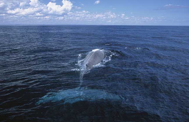 蓝鲸到底有多大