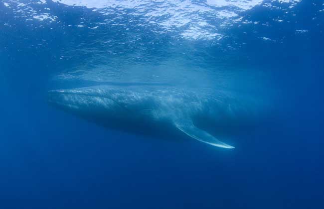 蓝鲸到底有多大