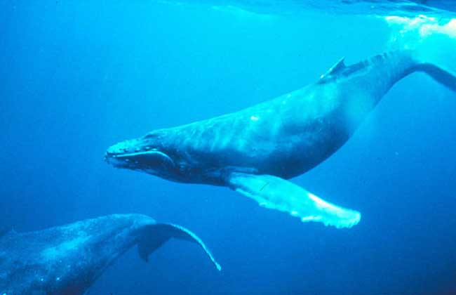 蓝鲸吃什么食物