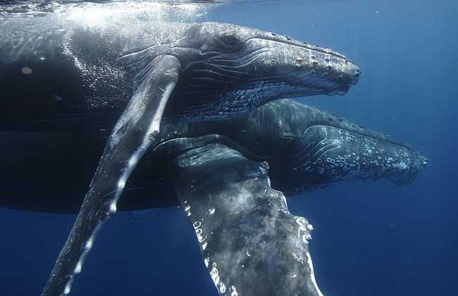 鲸鱼的祖先是什么动物