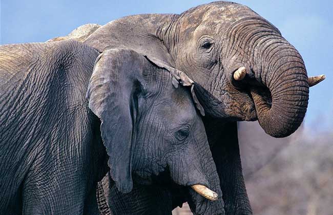 一头大象的重量是多少