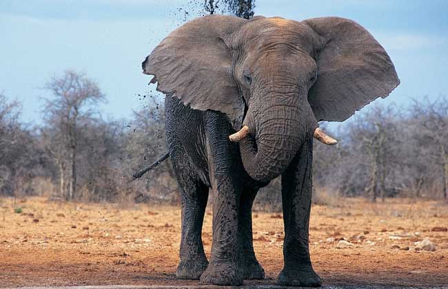 大象的资料