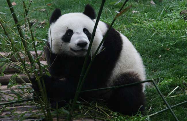 大熊猫的寿命有多长