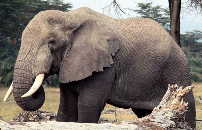 大象吃什么食物