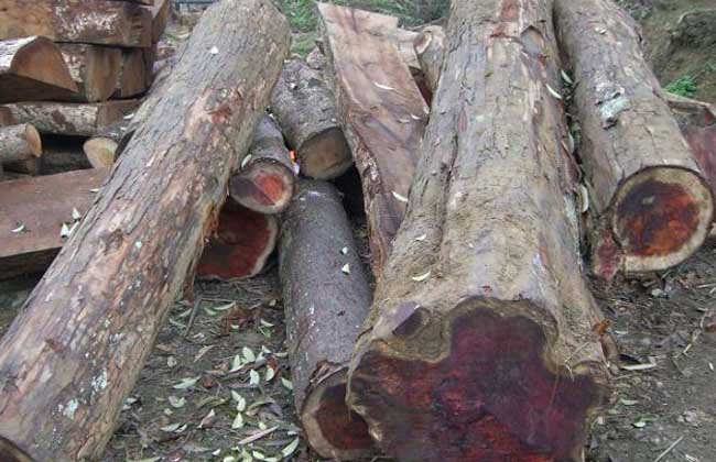 红豆杉木材多少钱