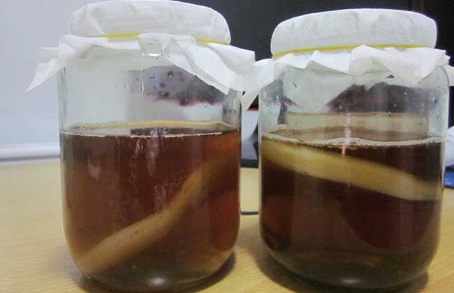 红茶菌的制作方法