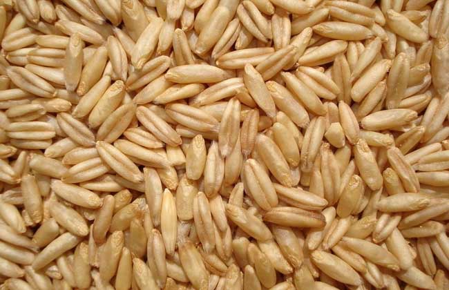 燕麦的营养价值