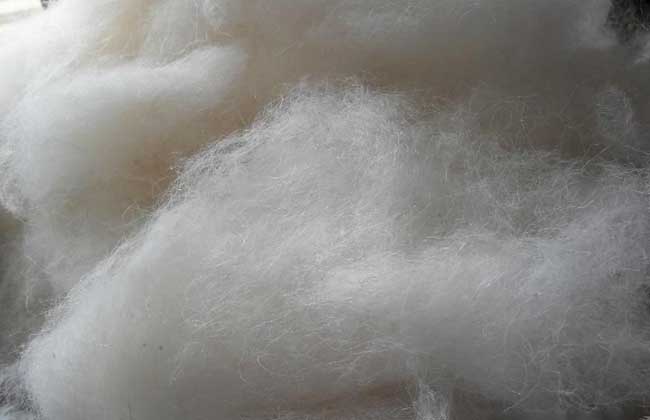 羊毛是蛋白质还是纤维