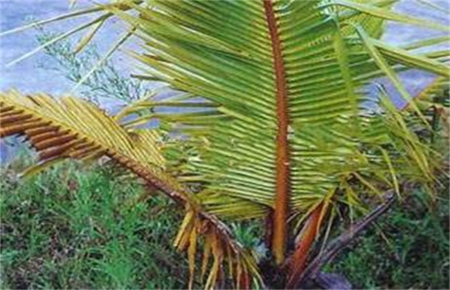 椰子常见病虫害防治方法