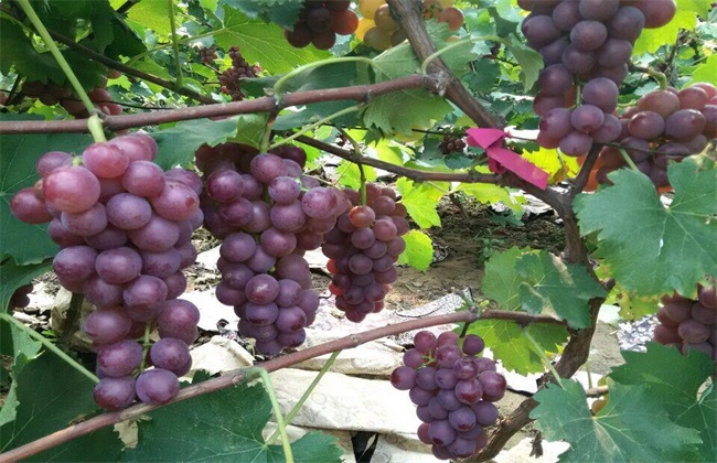 巨峰葡萄 种植 方法