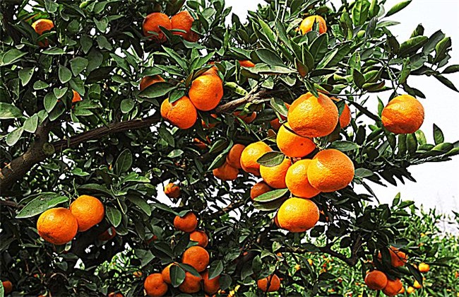 柑橘 种植 注意事项