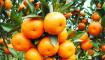种植柑橘的注意事项