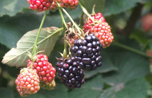 覆盆子和树莓的区别