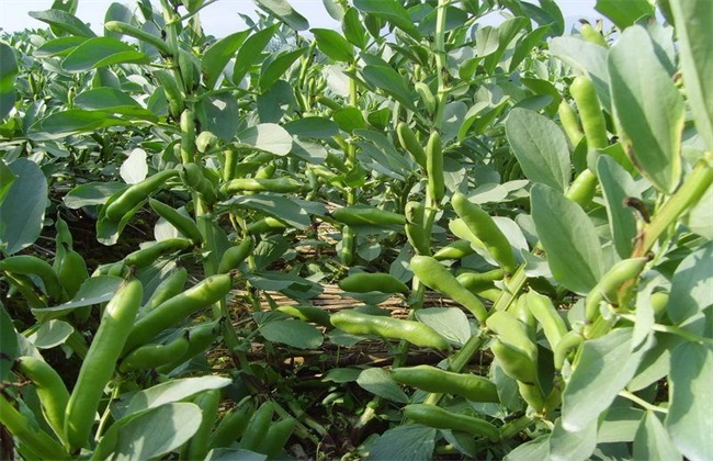 蚕豆 方法 种植