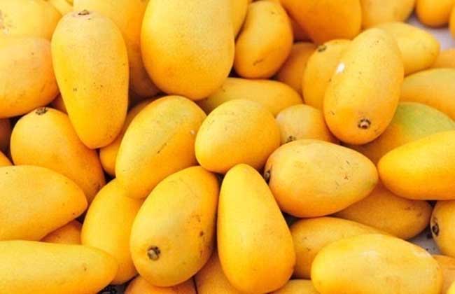 芒果多少钱一斤