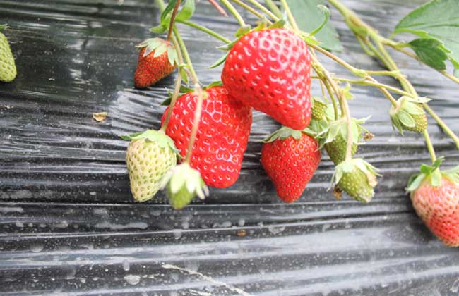 草莓种子多少钱一斤