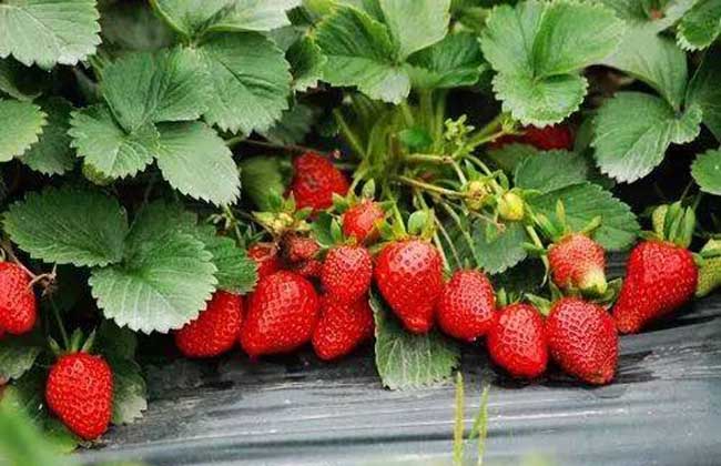 草莓种子多少钱一斤