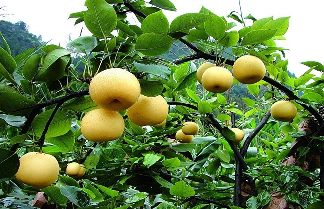 梨子 种植 环境要求
