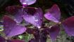 紫叶酢浆草的养护方法