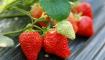 草莓常见病害及防治