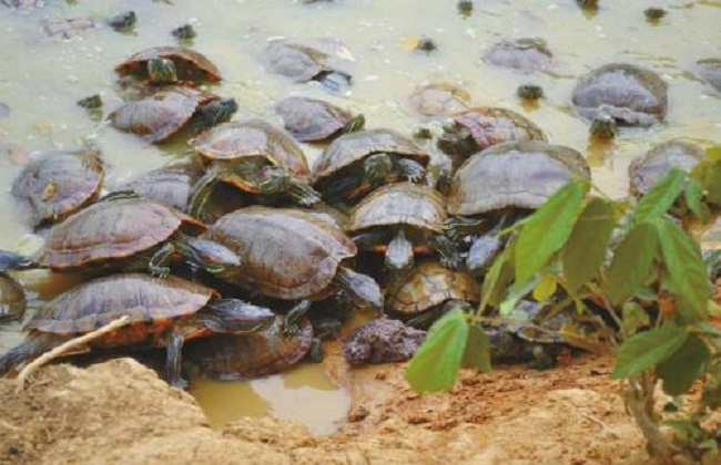 池塘水库养龟