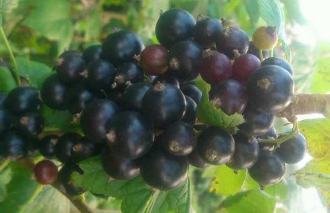 黑加伦与黑葡萄的区别